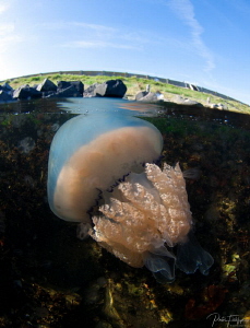 Barrel jellyfish by Pieter Firlefyn 